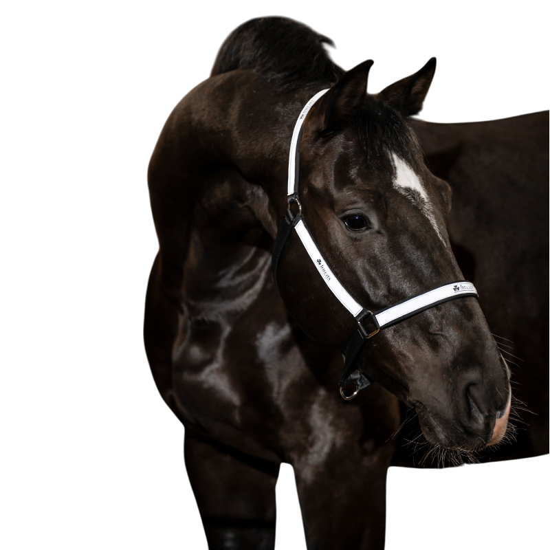 Bucas - Reflectglow Headcollar Black/ Reflective