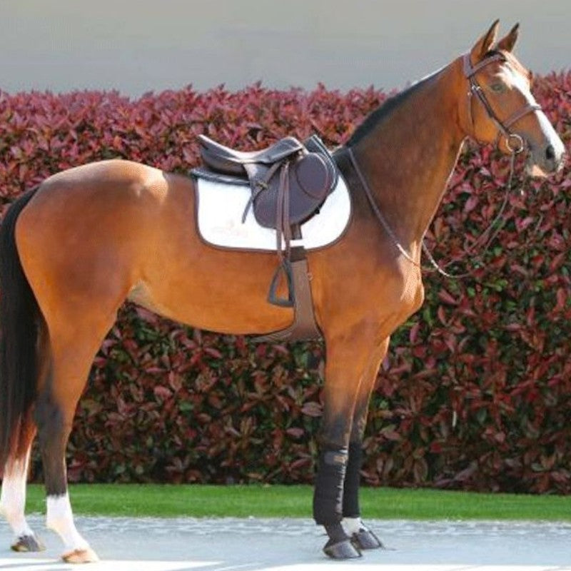 Kentucky Horsewear - Zwarte buikgordel | - Ohlala