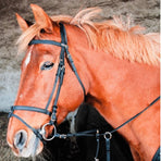 TdeT - Biotack® black bridle | - Ohlala