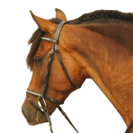TdeT - Clincher Goya black bridle and reins | - Ohlala