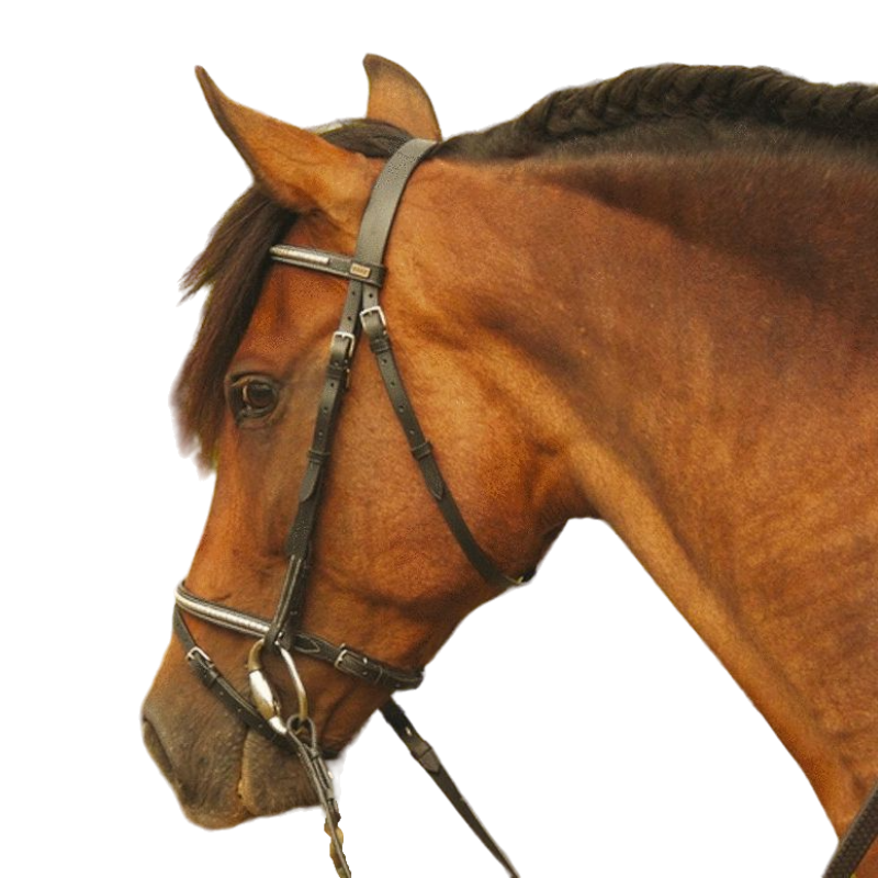 TdeT - Bridon et rênes Clincher Goya noir | - Ohlala