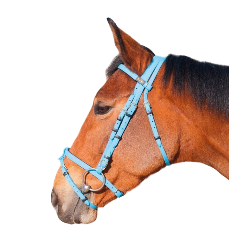 TdeT - Biotack® Bridle sky blue | - Ohlala
