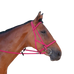 TdeT - Biotack fuchsia bridle/halter | - Ohlala