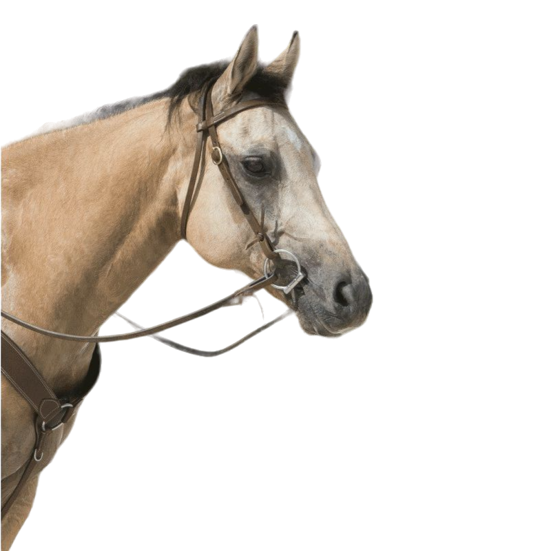 Westride - Colorado halter choco | - Ohlala