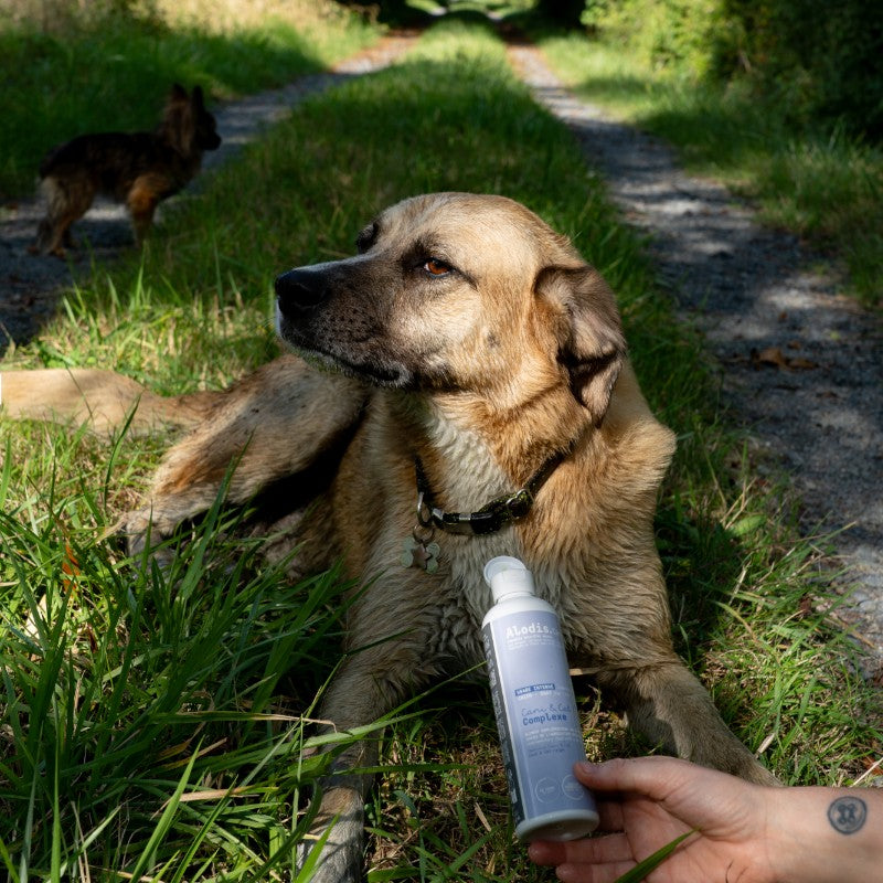Alodis Care - Complément alimentaire liquide Cani & Cat Complexe pour chien et chat