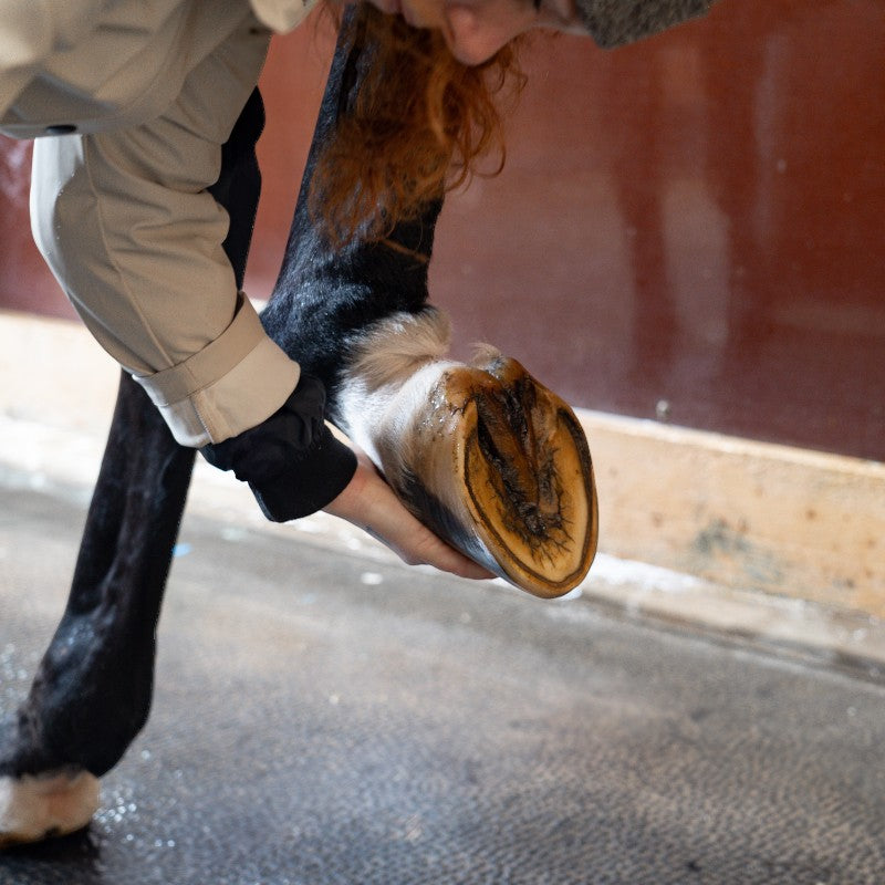 Alodis Care - Huile pour sabots Hoof Choc