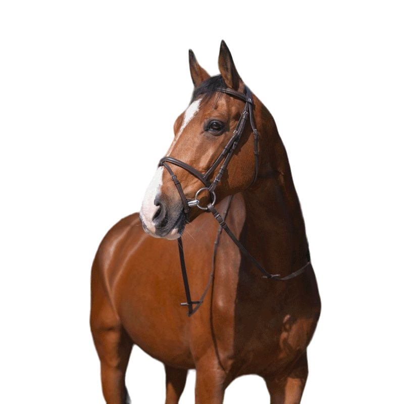 Riding World - Combinatiehoofdstuk havana met teugels | - Ohlala