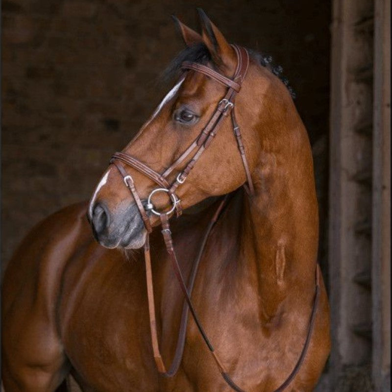 Eric Thomas - Bridon hybrid forme havane | - Ohlala