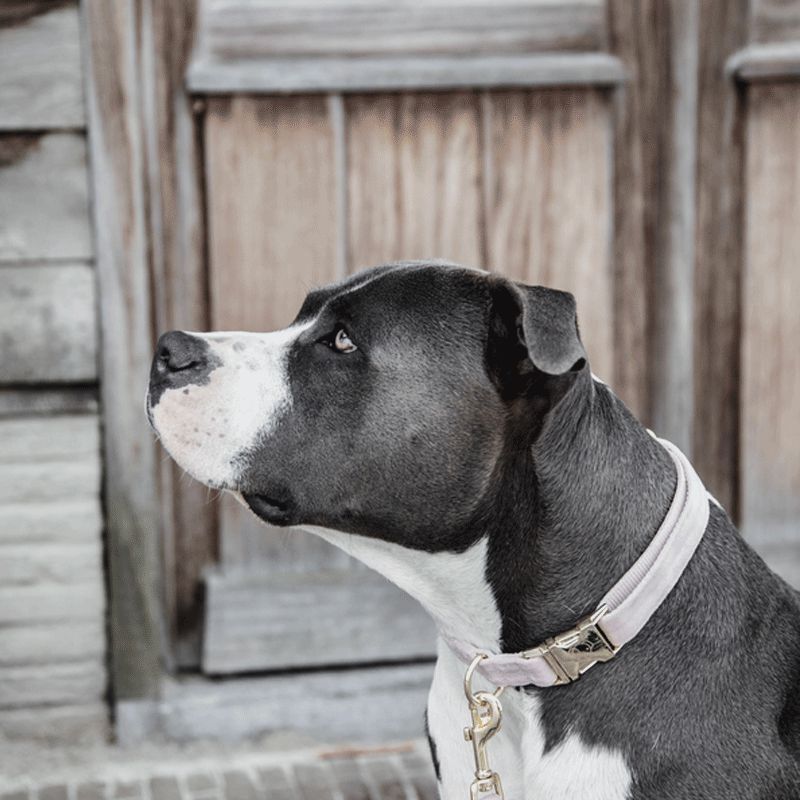 Kentucky Dogwear - Velvet dog collar soft pink | - Ohlala