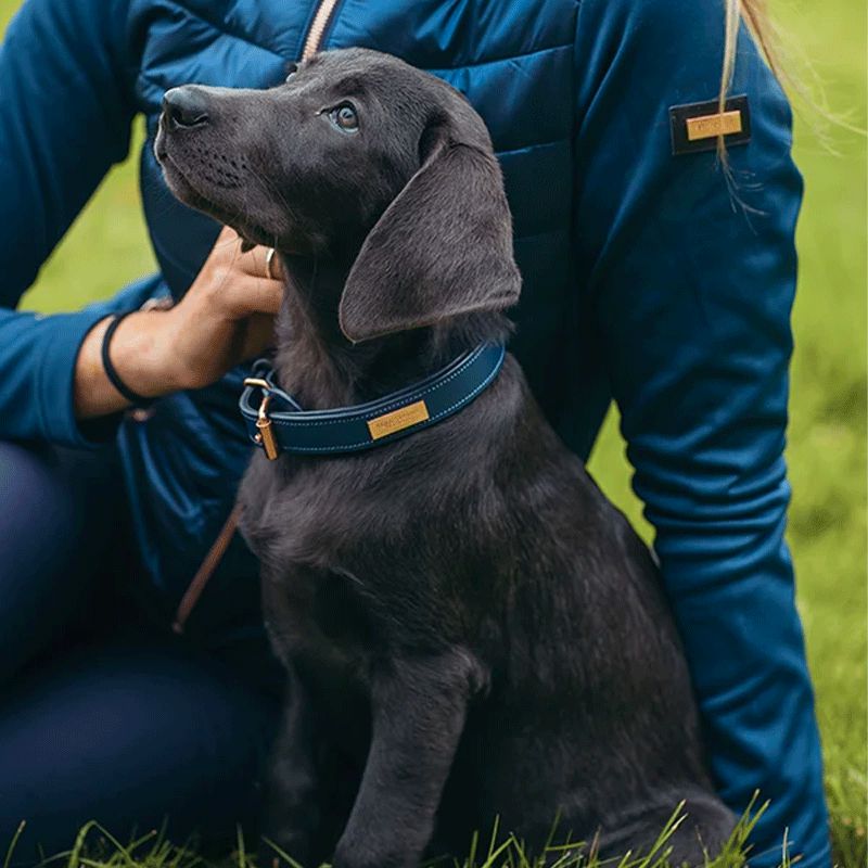 Equestrian Stockholm - Obroża dla psa Monaco Blue | - Ohlala