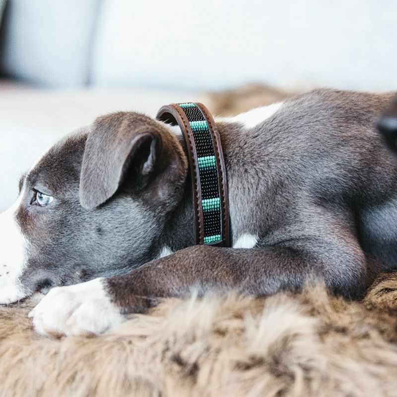 Kentucky Horsewear - Collare per cani con perle fatte a mano nero | - Ohlala