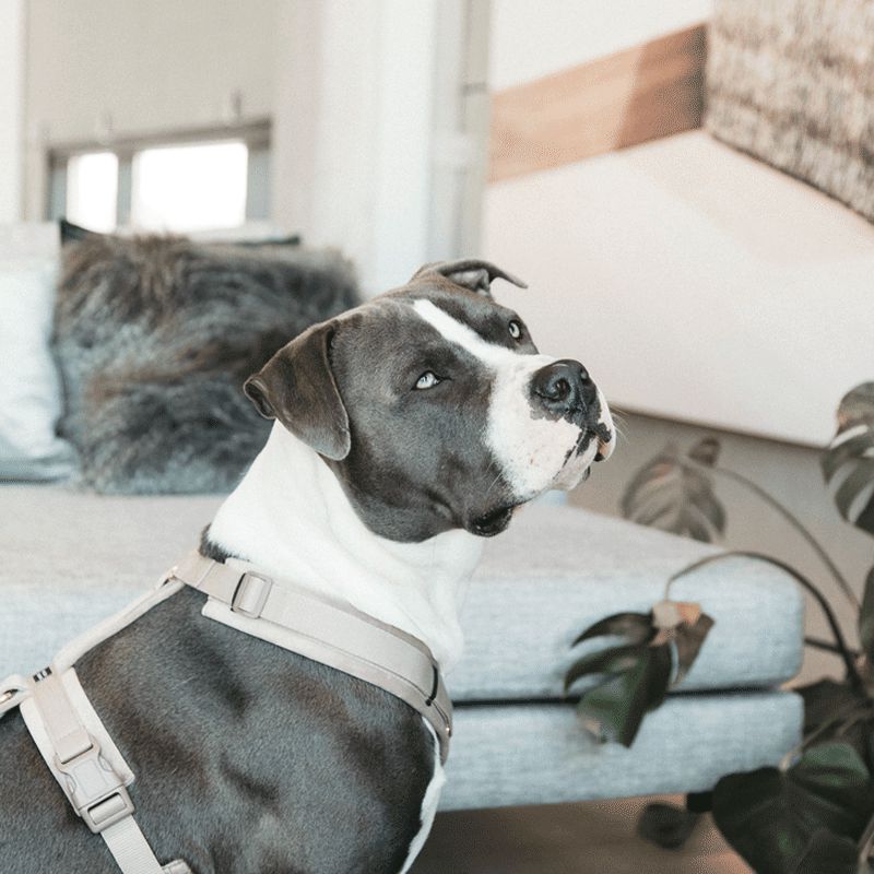 Kentucky Dogwear - Beige velvet active dog harness | - Ohlala