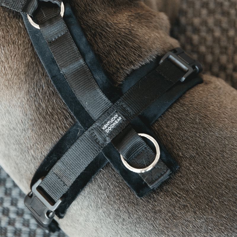 Kentucky Dogwear - Black velvet active dog harness | - Ohlala
