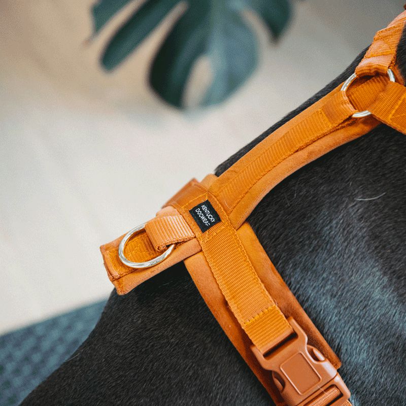 Kentucky Dogwear - Arnés para perro activo velvet naranja | - Ohlala