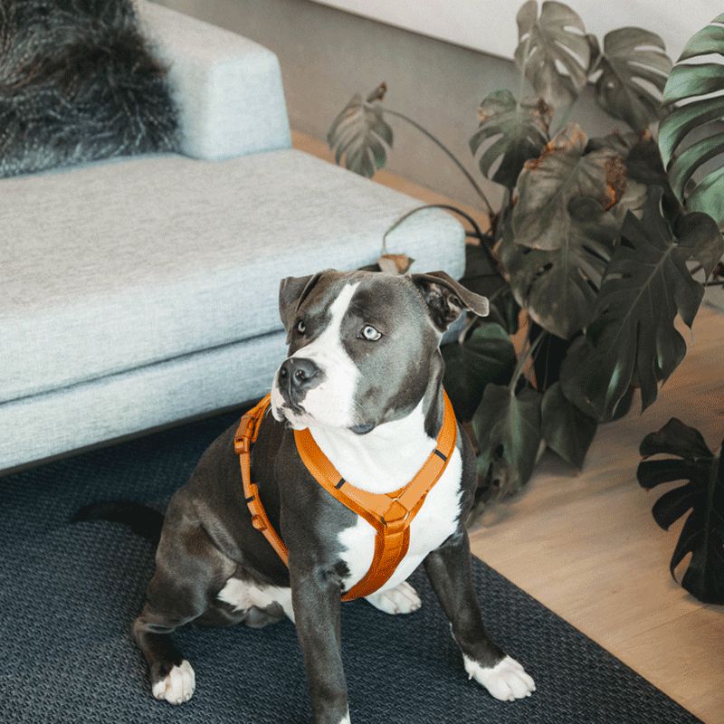Kentucky Dogwear - Arnés para perro activo velvet naranja | - Ohlala