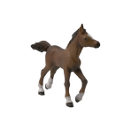 PAPO - Anglo-Arab foal | - Ohlala