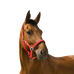 Norton - Reflective red headcollar | - Ohlala