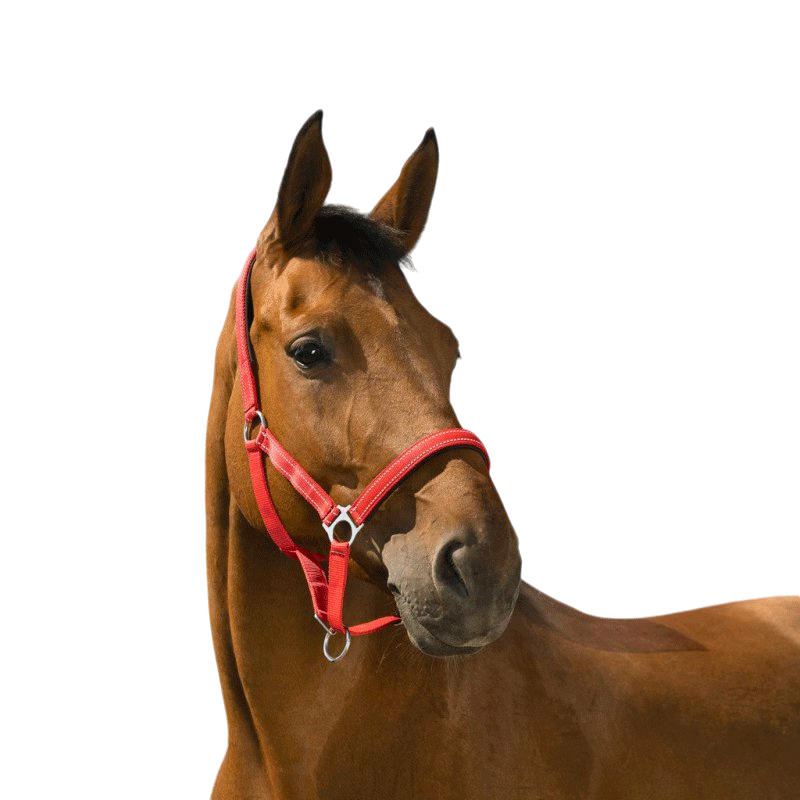 Norton - Reflective Halter red | - Ohlala