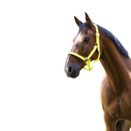 Norton - Lined fluorescent headcollar yellow | - Ohlala