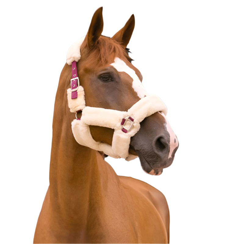 Equithème - Licol Teddy bordeaux/ écru | - Ohlala