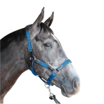 Flags & Cup - Horse halter nylon and leather black / electric blue | - Ohlala