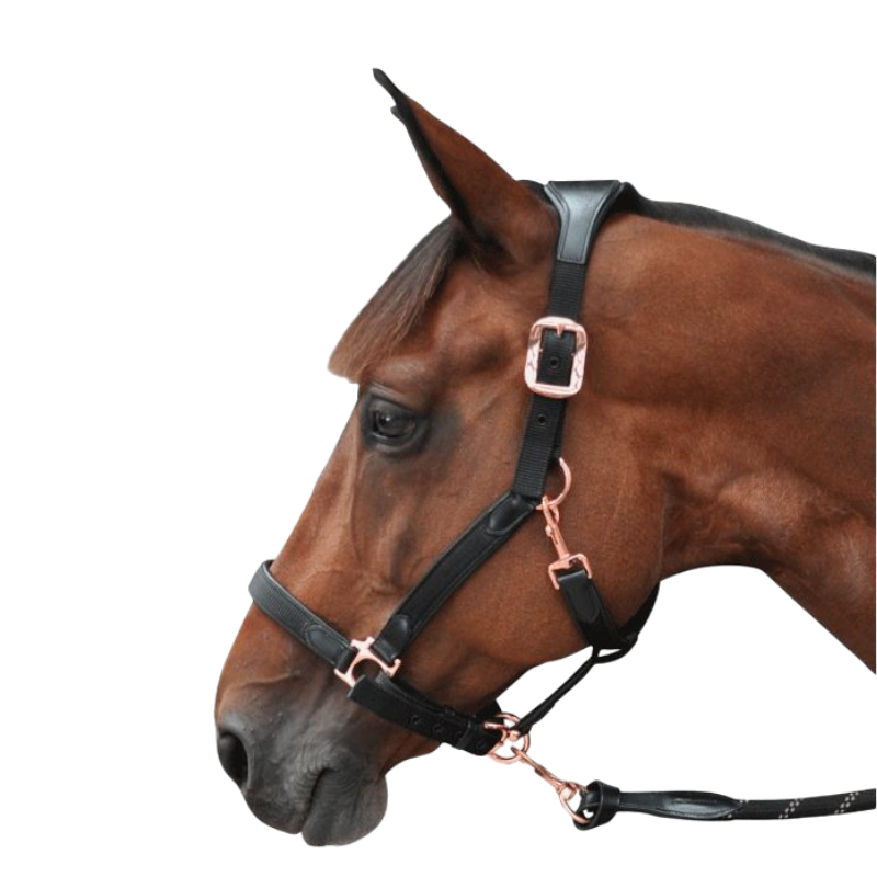 Flags & Cup - Horse halter nylon and leather black / rose gold | - Ohlala