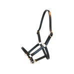 Canter - Black foal halter for showing | - Ohlala