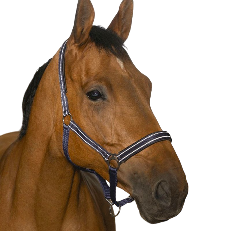 Norton - Reflective navy halter | - Ohlala