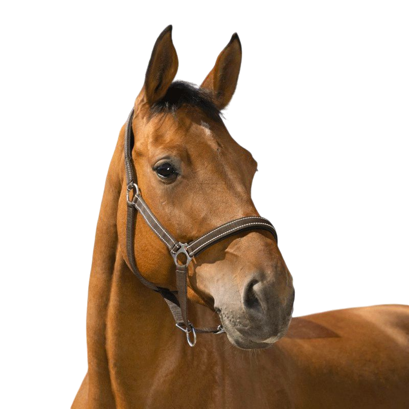 Norton - Reflective headcollar choco | - Ohlala