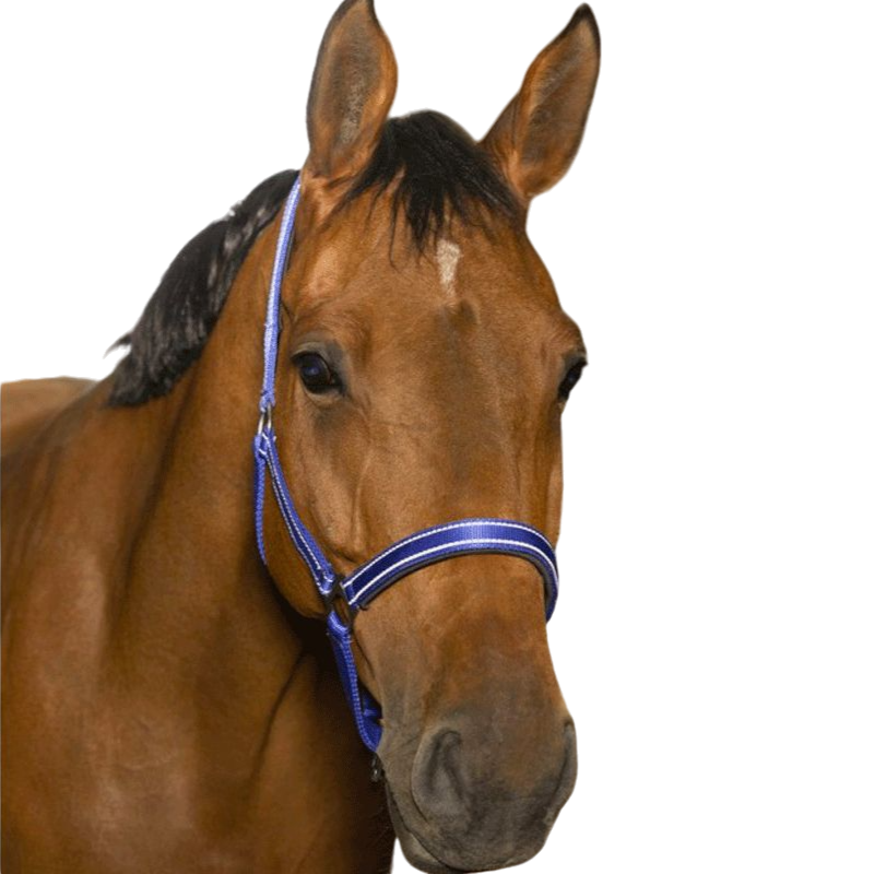 Norton - Reflective Headcollar Blue | - Ohlala
