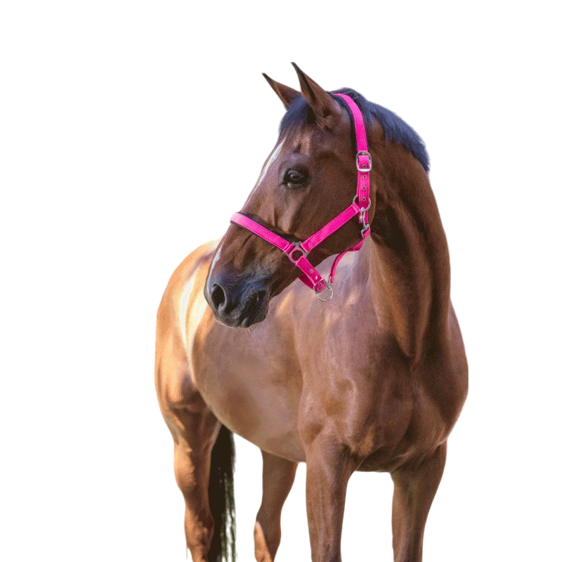 Norton - Licol fluo doublé rose | - Ohlala