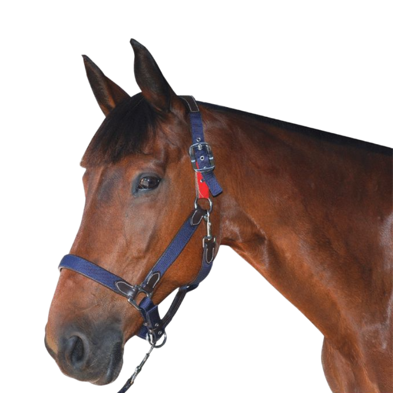 Flags&Cup - Safety headcollar | - Ohlala