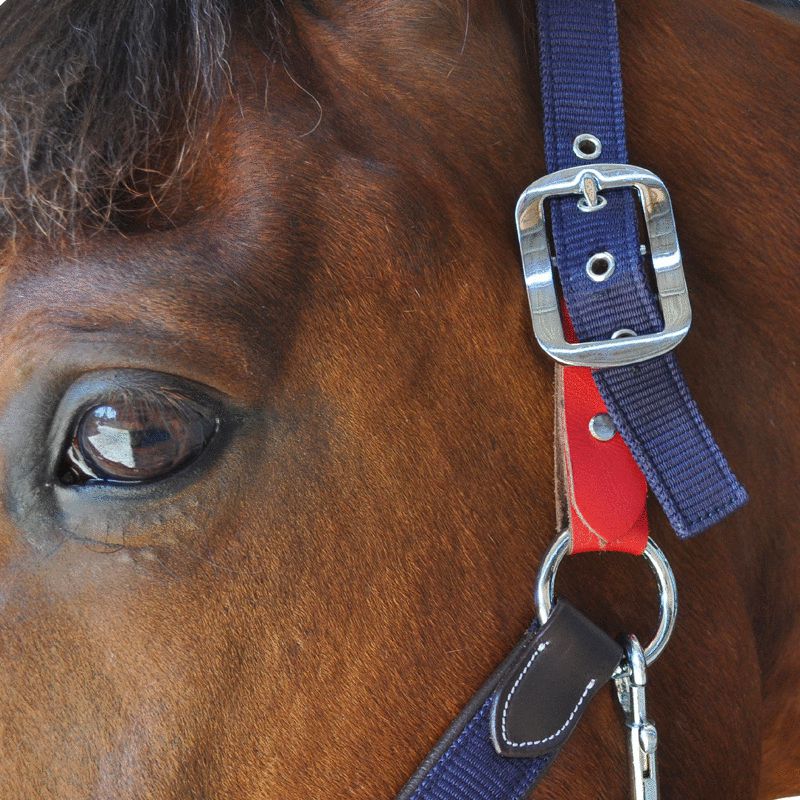 Flags&Cup - Safety halter | - Ohlala