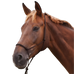 Norton - Soft ethological brown headcollar | - Ohlala