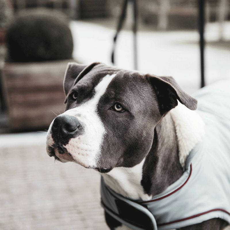 Kentucky Dogwear - Waterproof Coat Dusty Blue | - Ohlala