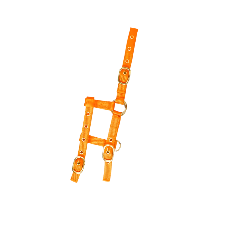 Norton - Licol réglable mini orange | - Ohlala