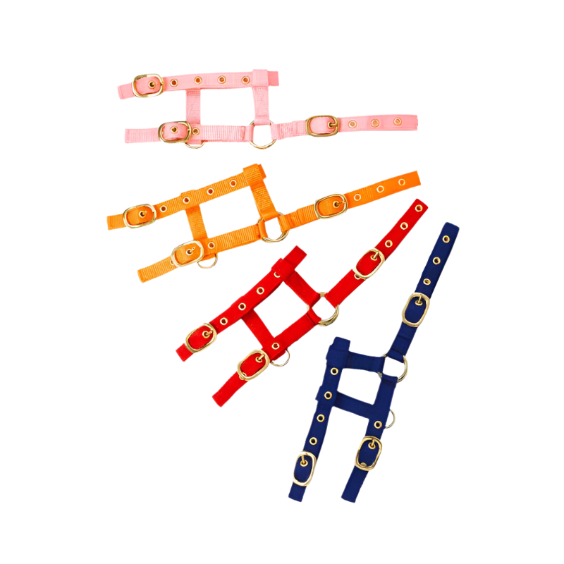 Norton - Licol réglable mini noir | - Ohlala