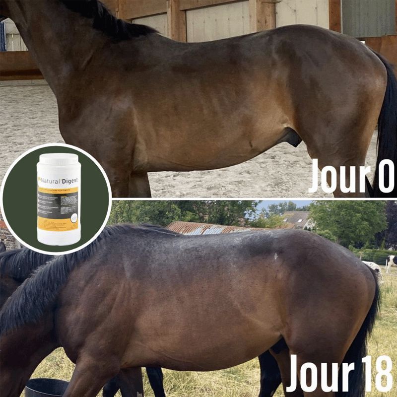 Natural' Innov - Suplemento digestivo Natural'Digest | - Ohlala