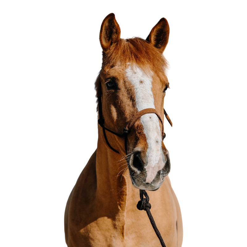 Norton - Ethological halter set and long line Sweden brown/light brown