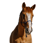 Norton - Navy nylon ethological headcollar | - Ohlala