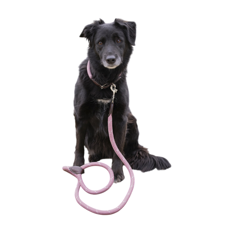 Pénélope - Hundehalsband Billie rosa/ lurex | - Ohlala