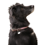 Pénélope - Billie pink/lurex dog collar | - Ohlala