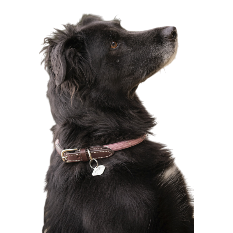 Pénélope - Hundehalsband Billie rosa/ lurex | - Ohlala