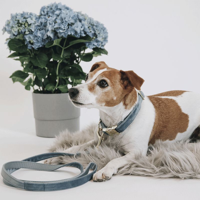 Kentucky Horsewear - Light blue velvet 120 cm dog lead | - Ohlala