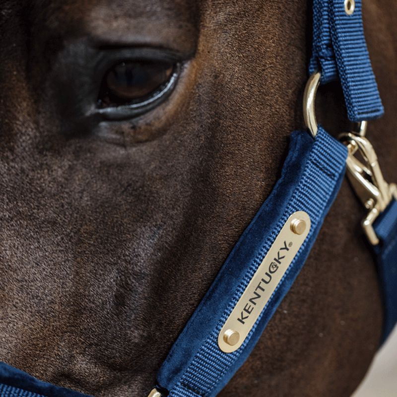 Kentucky Horsewear - Navy velvet headcollar | - Ohlala