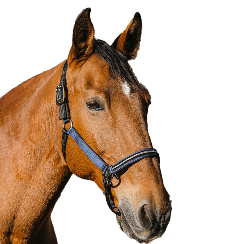 Equithème - Domino nylon halter royal blue | - Ohlala