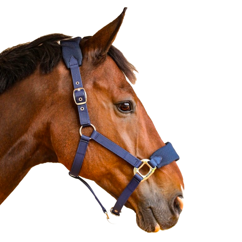 Harcour - Licol pour chevaux Hega marine | - Ohlala