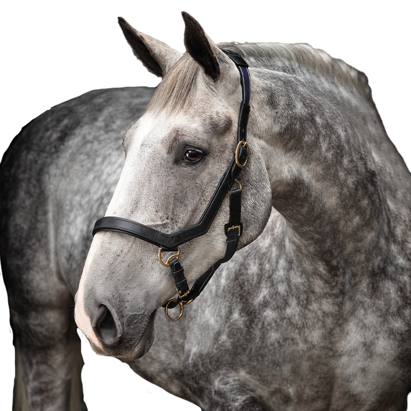 Horseware - Rambo Micklem leather horse halter in black | - Ohlala