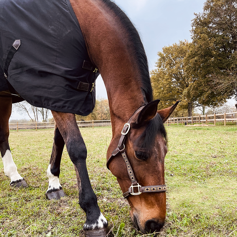 Kentucky Horsewear - Bawełniana koszula czarna | - Ohlala