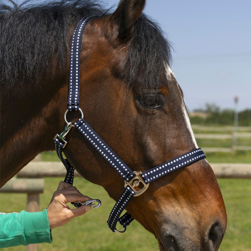 Norton - Grooming Halter navy | - Ohlala